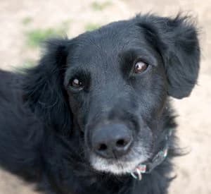 Bolle, male Dachshund for adoption at Tierheim Koblenz, Koblenz — photo 8 of 15