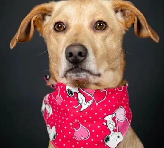 Oskar,  Mixed Breed for adoption at Tierheim Koblenz, Koblenz