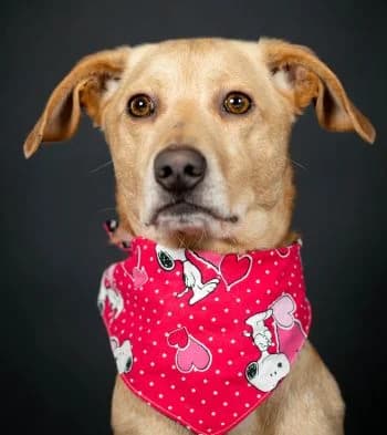 Oskar,  Mixed Breed for adoption at Tierheim Koblenz, Koblenz — photo 2 of 11