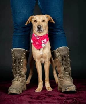 Oskar,  Mixed Breed for adoption at Tierheim Koblenz, Koblenz — photo 3 of 11