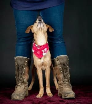 Oskar,  Mixed Breed for adoption at Tierheim Koblenz, Koblenz — photo 4 of 11