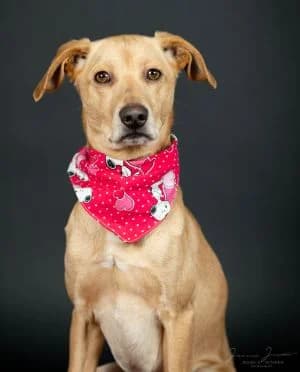 Oskar,  Mixed Breed for adoption at Tierheim Koblenz, Koblenz — photo 5 of 11
