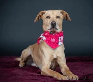 Oskar,  Mixed Breed for adoption at Tierheim Koblenz, Koblenz — photo 6 of 11