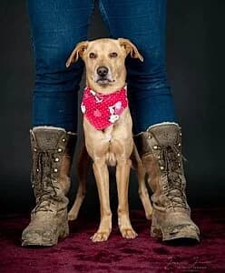 Oskar,  Mixed Breed for adoption at Tierheim Koblenz, Koblenz — photo 8 of 11