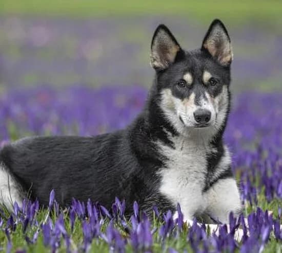 Nala,  Collie for adoption at Tierheim Koblenz, Koblenz