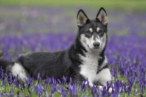Nala,  Collie for adoption at Tierheim Koblenz, Koblenz — photo 2 of 5