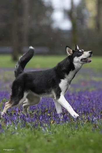 Nala,  Collie for adoption at Tierheim Koblenz, Koblenz — photo 3 of 5