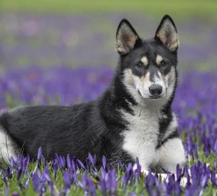 Nala,  Collie for adoption at Tierheim Koblenz, Koblenz — photo 4 of 5