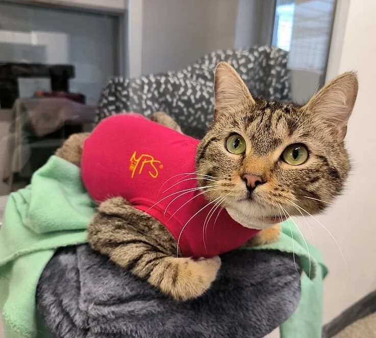 Tommy, female mixed breed for adoption at Tierheim Koblenz, Koblenz — photo 3 of 4