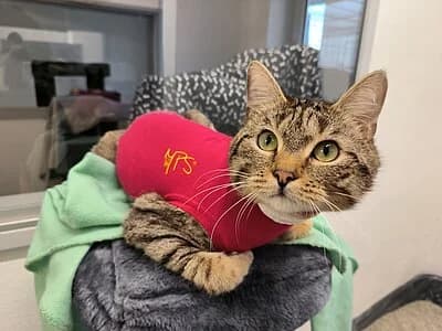 Tommy, female mixed breed for adoption at Tierheim Koblenz, Koblenz — photo 4 of 4