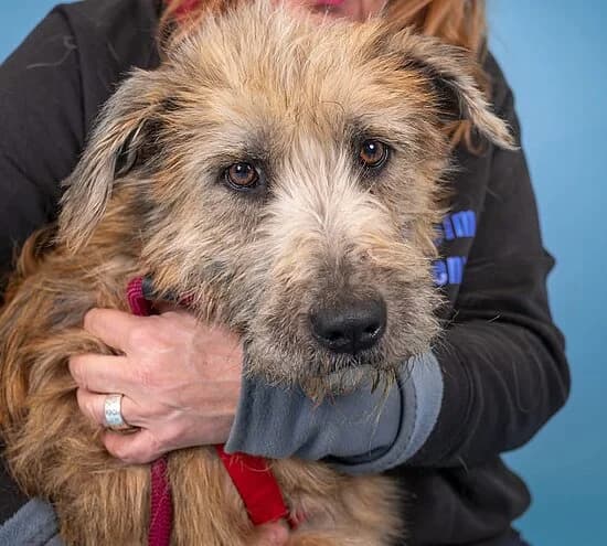 Mango, male 6yo Mixed Breed for adoption at Tierheim Koblenz, Koblenz