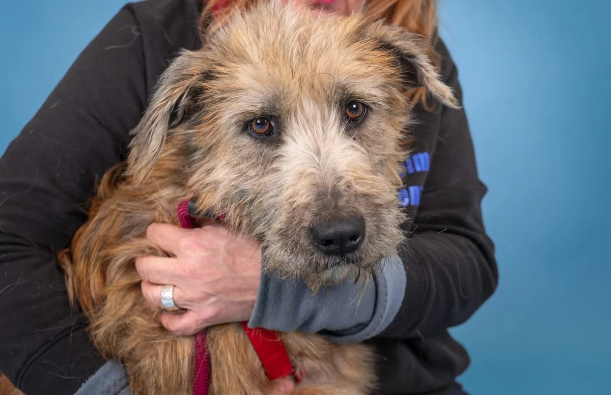 Mango, male Mixed Breed for adoption at Tierheim Koblenz, Koblenz — photo 2 of 4