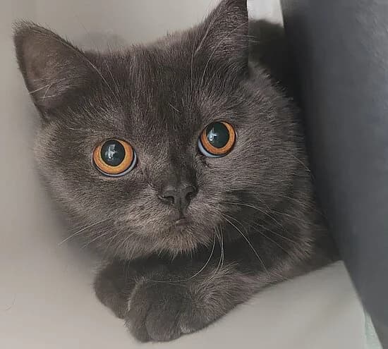 Korsika, female British Shorthair for adoption at Tierheim Koblenz, Koblenz