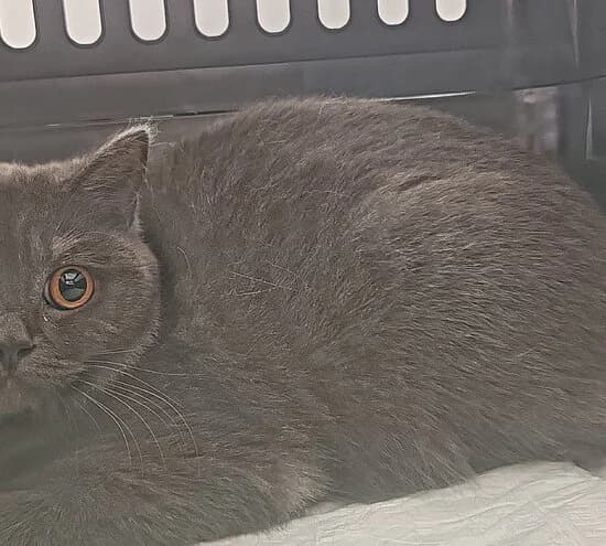 Java, puppy British Shorthair for adoption at Tierheim Koblenz, Koblenz