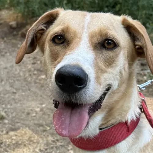 Alba, female 3yo Mixed Breed for adoption at Tierheim Köln, Cologne