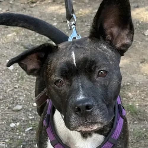 Amy, female young Bull Terrier for adoption at Tierheim Köln, Cologne