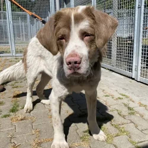 Aron (Aron freut sich über Paten), male senior Mixed Breed for adoption at Tierheim Köln, Cologne