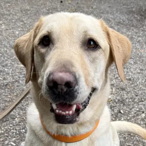Arthur, male 5yo Labrador Retriever for adoption at Tierheim Köln, Cologne