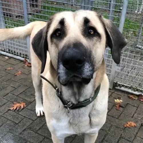 Asya, female Kangal for adoption at Tierheim Köln, Cologne