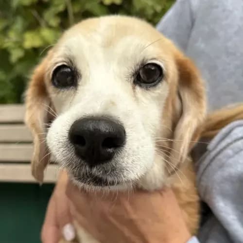 Babi, female senior Beagle for adoption at Tierheim Köln, Cologne