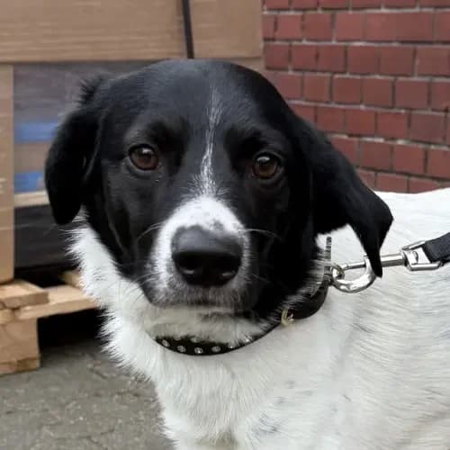 Balu, Mixed Breed (Tierheim Köln)