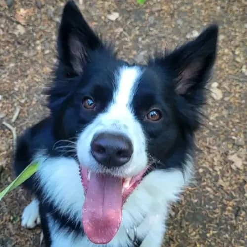 Balou, male puppy Border Collie for adoption at Tierheim Köln, Cologne