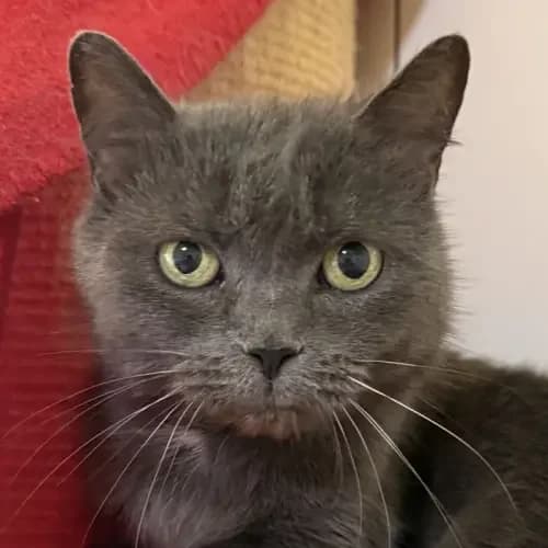 Berta, female senior British Shorthair for adoption at Tierheim Köln, Cologne