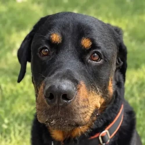 Bruno (Zuhause und Paten gesucht), male 4yo Rottweiler for adoption at Tierheim Köln, Cologne