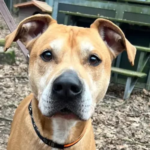 Buddy, male 7yo Staffordshire Bull Terrier for adoption at Tierheim Köln, Cologne