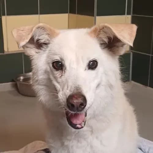 Daisy, female senior Mixed Breed for adoption at Tierheim Köln, Cologne