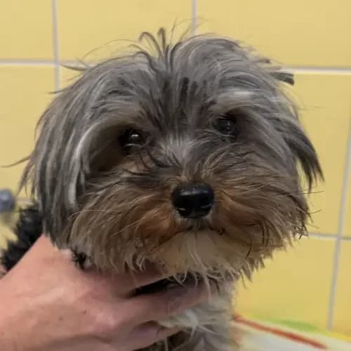 Emil, male young Yorkshire Terrier for adoption at Tierheim Köln, Cologne