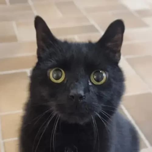 Emmerich (reserviert), male 6yo mixed breed for adoption at Tierheim Köln, Cologne