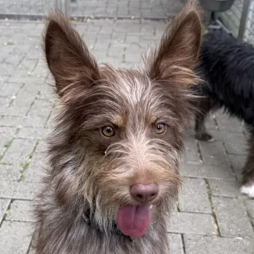 Hanni, male young Mixed Breed for adoption at Tierheim Köln, Cologne