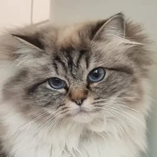 Holly (reserviert), female 3yo Birman for adoption at Tierheim Köln, Cologne