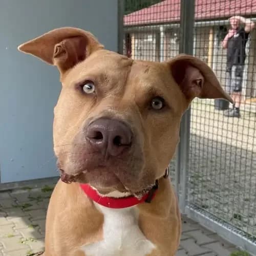 Lenny, male young Pit Bull Terrier for adoption at Tierheim Köln, Cologne