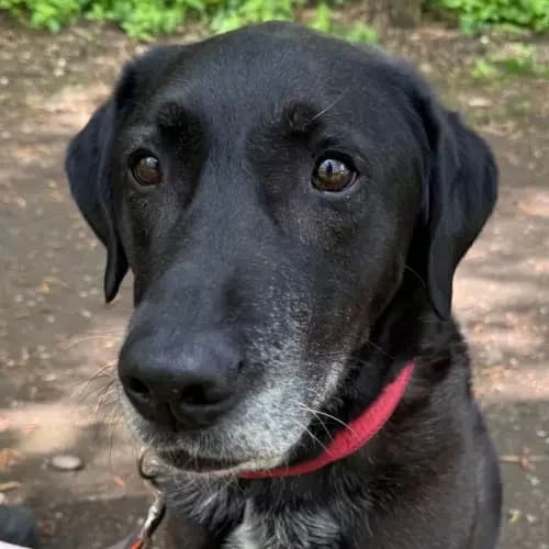 Leyla (reserviert), female senior Labrador Retriever for adoption at Tierheim Köln, Cologne