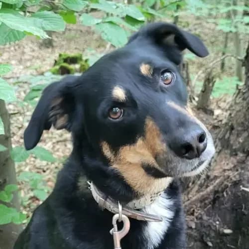 Lucky, male 5yo Mixed Breed for adoption at Tierheim Köln, Cologne
