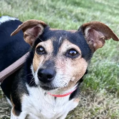 Lucy (imb bmt-Tierheim Eifelhof), female senior Jack Russell Terrier for adoption at Tierheim Köln, Cologne