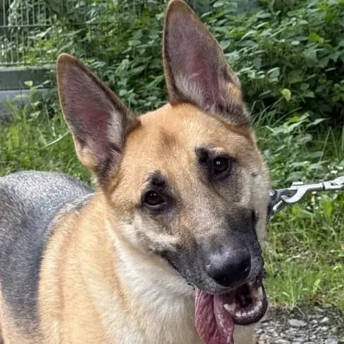 Luke, male 5yo German Shepherd for adoption at Tierheim Köln, Cologne