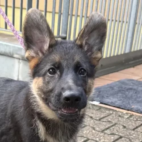 Mila, female puppy German Shepherd for adoption at Tierheim Köln, Cologne