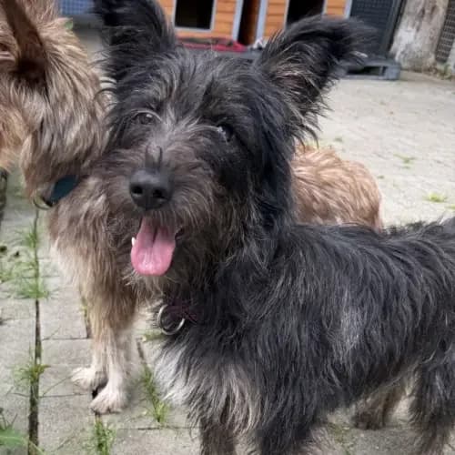 Nanni, female young Mixed Breed for adoption at Tierheim Köln, Cologne