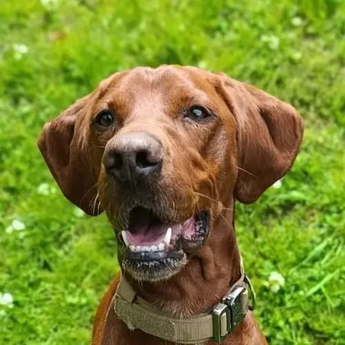 Oskar (im bmt-Tierheim Eifelhof), male 6yo Vizsla for adoption at Tierheim Köln, Cologne