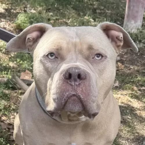 Otti, male 4yo Staffordshire Bull Terrier for adoption at Tierheim Köln, Cologne