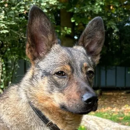 Palma, female 4yo German Shepherd for adoption at Tierheim Köln, Cologne