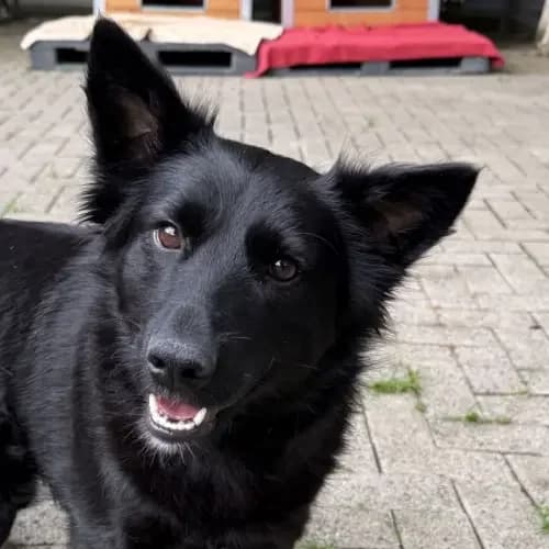 Pami, female Mixed Breed for adoption at Tierheim Köln, Cologne