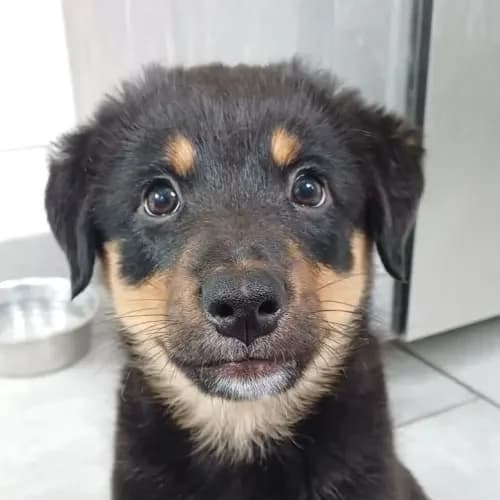 Pancho, male German Shepherd for adoption at Tierheim Köln, Cologne