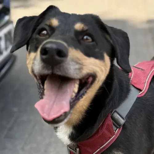 Paul, male 6yo Mixed Breed for adoption at Tierheim Köln, Cologne