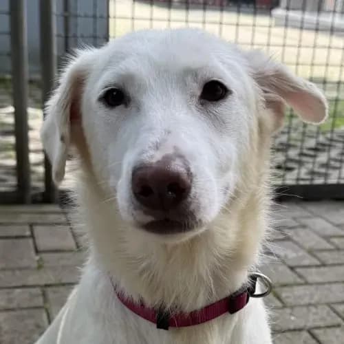 Pearl, weiß female young Mixed Breed for adoption at Tierheim Köln, Cologne