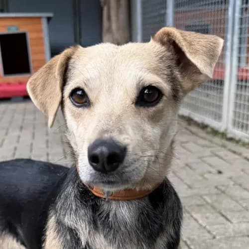 Pepa, female young Mixed Breed for adoption at Tierheim Köln, Cologne