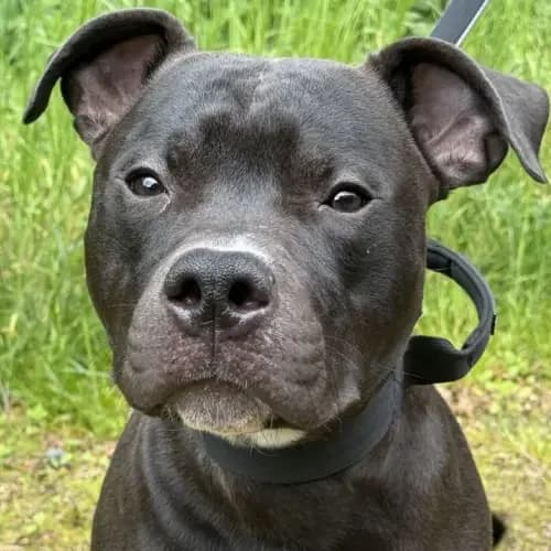 Poppa (reserviert), male puppy Staffordshire Bull Terrier for adoption at Tierheim Köln, Cologne